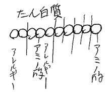 アトピー体質は童面体質 (幼児化) です