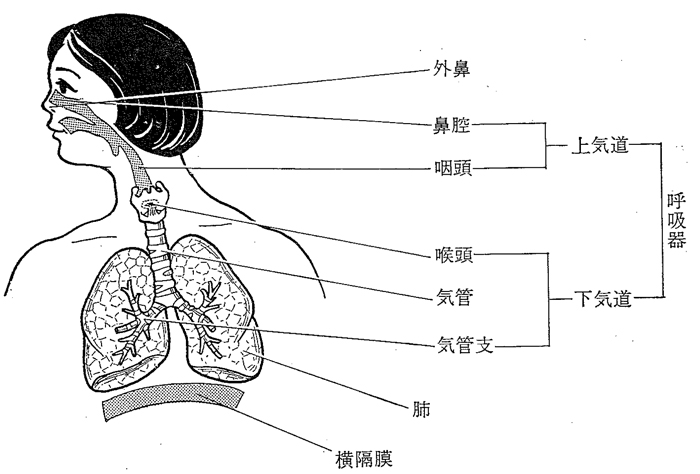 2015　夏の健康対策 ― 夏型過敏性肺炎 ―