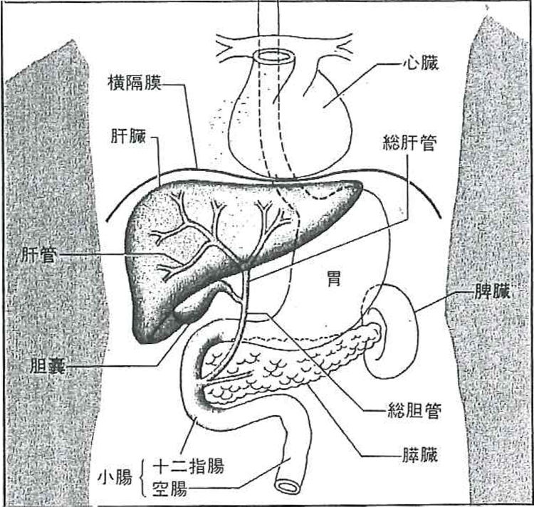 2015 秋 ・ 冬の健康対策 (体内浄化) 肝 ・ 胆強化法