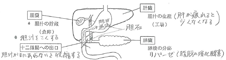 食の乱れを憂う ・・・ 胆石