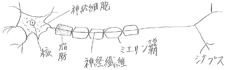 認知症 ・・・ 一番なりたくない!!