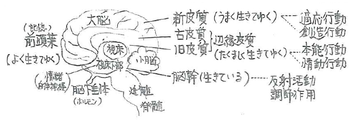 化粧品化学からみた正しいお肌の手入れ法