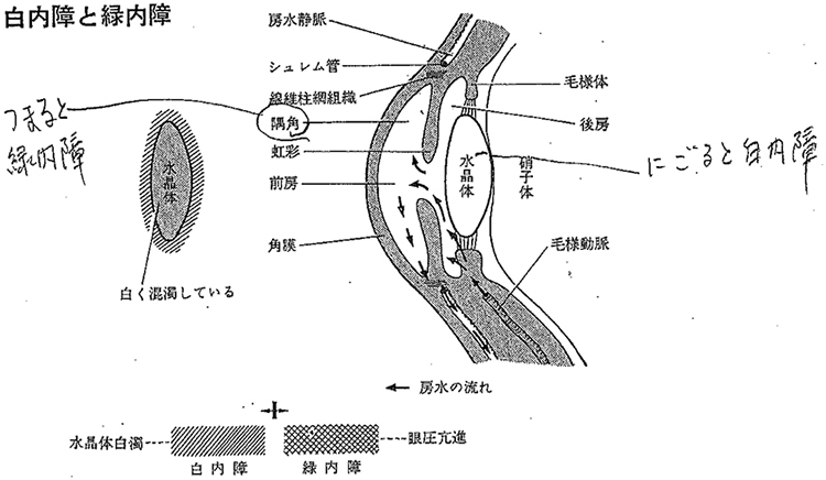 目から入る紫外線は全身にシミを作ります