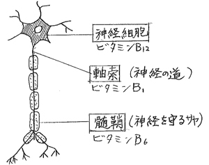 手足のシビレ (痛み) ― 血行障害 ―